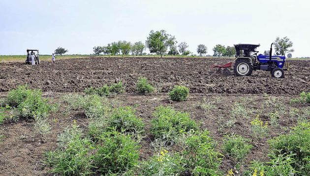 சிவரக்கோட்டை எள்ளு வயல் சிவரக்கோட்டை எள்ளு வயல்