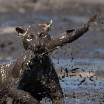 Leopard-Catch-Fish