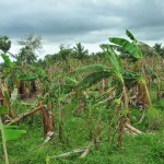 kannithamilnadu-damaged-trees-1