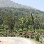 moonar-tea-estate-workers-22