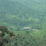 moonar-tea-estate-workers-24
