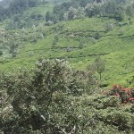 moonar-tea-estate-workers-28
