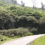 moonar-tea-estate-workers-29