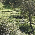 moonar-tea-estate-workers-30