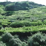moonar-tea-estate-workers-31