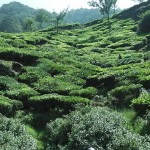 moonar-tea-estate-workers-32