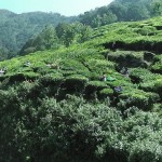 moonar-tea-estate-workers-33