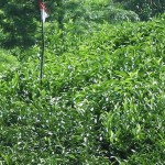 moonar-tea-estate-workers-34