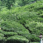 moonar-tea-estate-workers-35