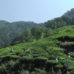moonar-tea-estate-workers-36
