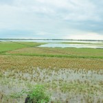 onankuppam-fields