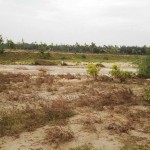 ஆற்றி அடுத்த கரையில் உள்ள சவுக்கை