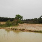 ஆற்றின் கரையில் உள்ள ரெட்டியாருக்கு சொந்தமான சவுக்கை