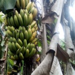 banana-distress-3