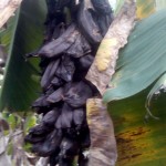 banana-distress-5