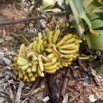 banana-distress-6