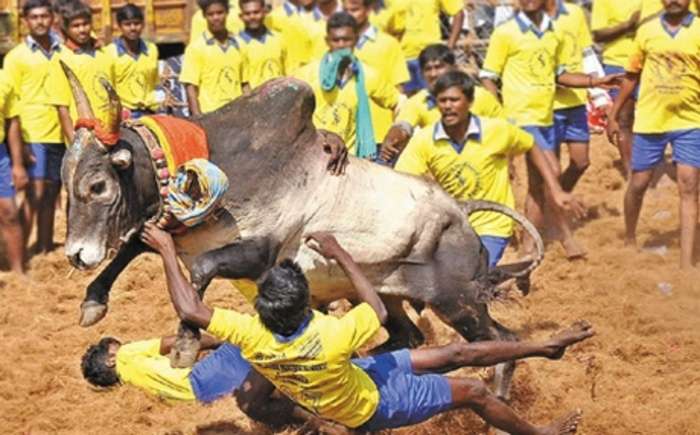 ஜல்லிக்கட்டு தமிழ் பண்பாடு இல்லை என்கிறார்கள் ஆய்வாளர்கள்!
