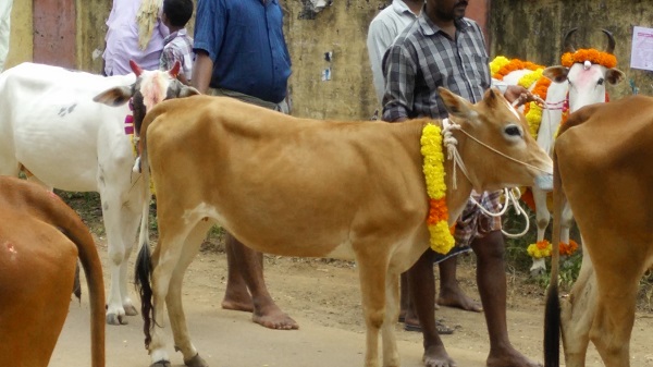 jallikattu 2
