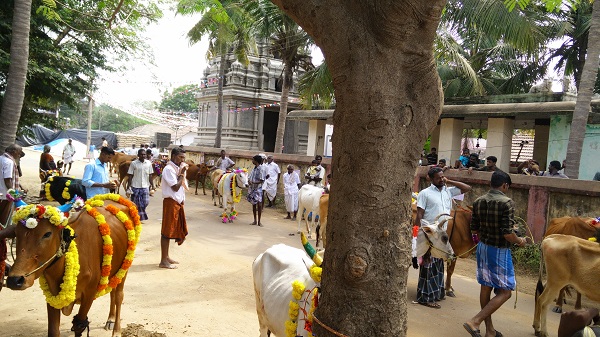 jallikattu 3