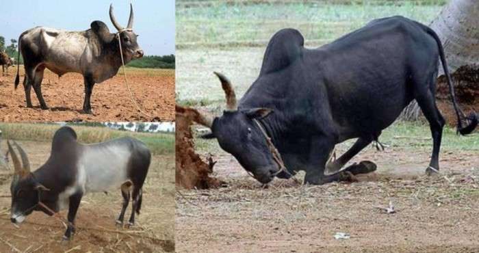 jallikattu-7