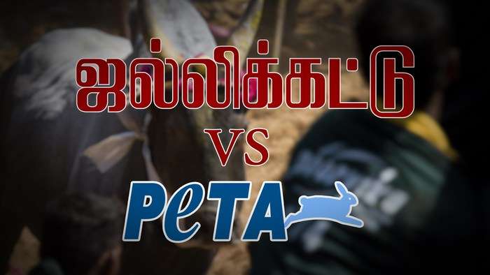 jallikattu-8
