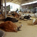 Cows-Dying-Rajasthan-BJP-State