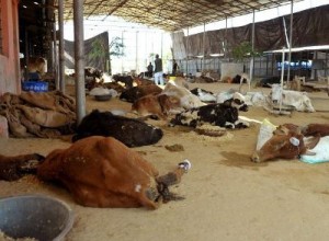 Cows-Dying-Rajasthan-BJP-State