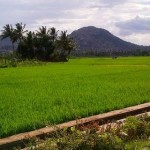 periyamuththur-fields