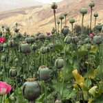 poppy