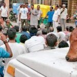 cow-head