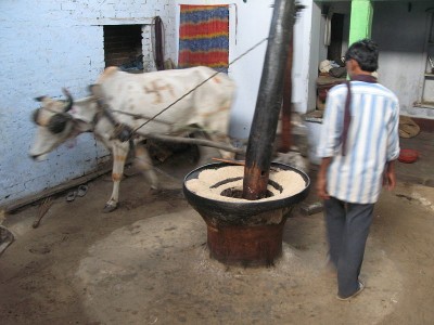 Grinding-Mustard-Seed-for-oil