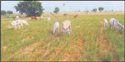 பூண்டி ஒன்றியம், சோமதேவன்பட்டு கிராமத்தில் கருகிப் போன நெற்பயிர்களை மாடுகள் மேயும் அவலம்.