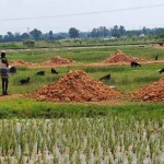 Dry-paddy