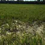 Dry-paddy1