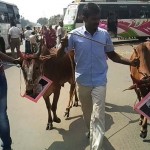 Villupuram Manjuvirattu (5)