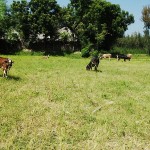 cow-at-paddy-field