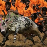 Indian youth attempt to catch a bull dur