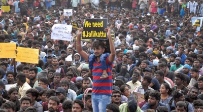 jallikattu