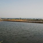 prawn-farm