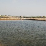 prawn-farm
