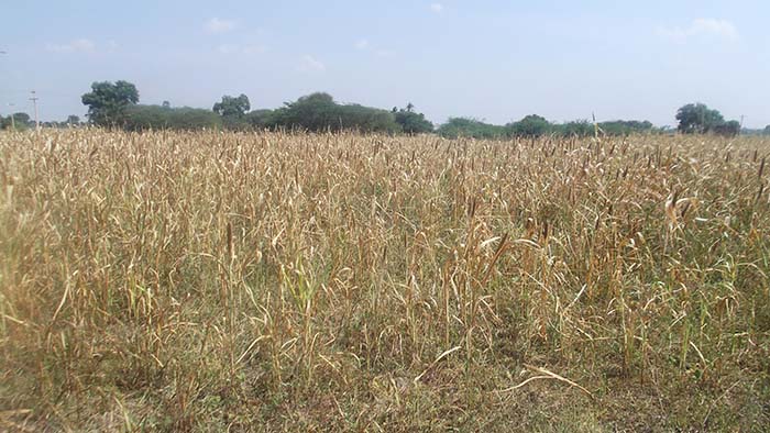 சருகாகிப் போன நெல்நார்று.