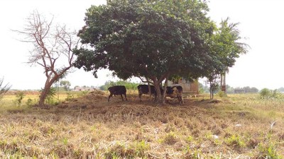 தீவனமில்லாமல் பால் கரைப்பது எப்படி