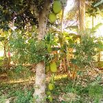 neduvasal_protest (14)