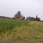 சேகரின் நிலம்