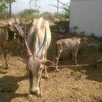 சாவின்_விளிம்பில்_குட்டியின்_மாடுகள்