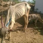 சாவின்_விளிம்பில்_குட்டியின்_மாடுகள்3