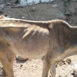 சாவின்_விளிம்பில்_குட்டியின்_மாடுகள்_2