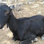 வாயில்_அம்மை_நோய்_தாக்குதலுக்குள்ளான_ஆடு