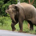 elephant