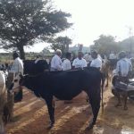 Pracaharm in Bagalur Cattle Market (10)-1